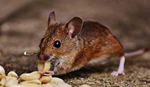 24 Hour & Emergency Exterminators in Tioga, WV